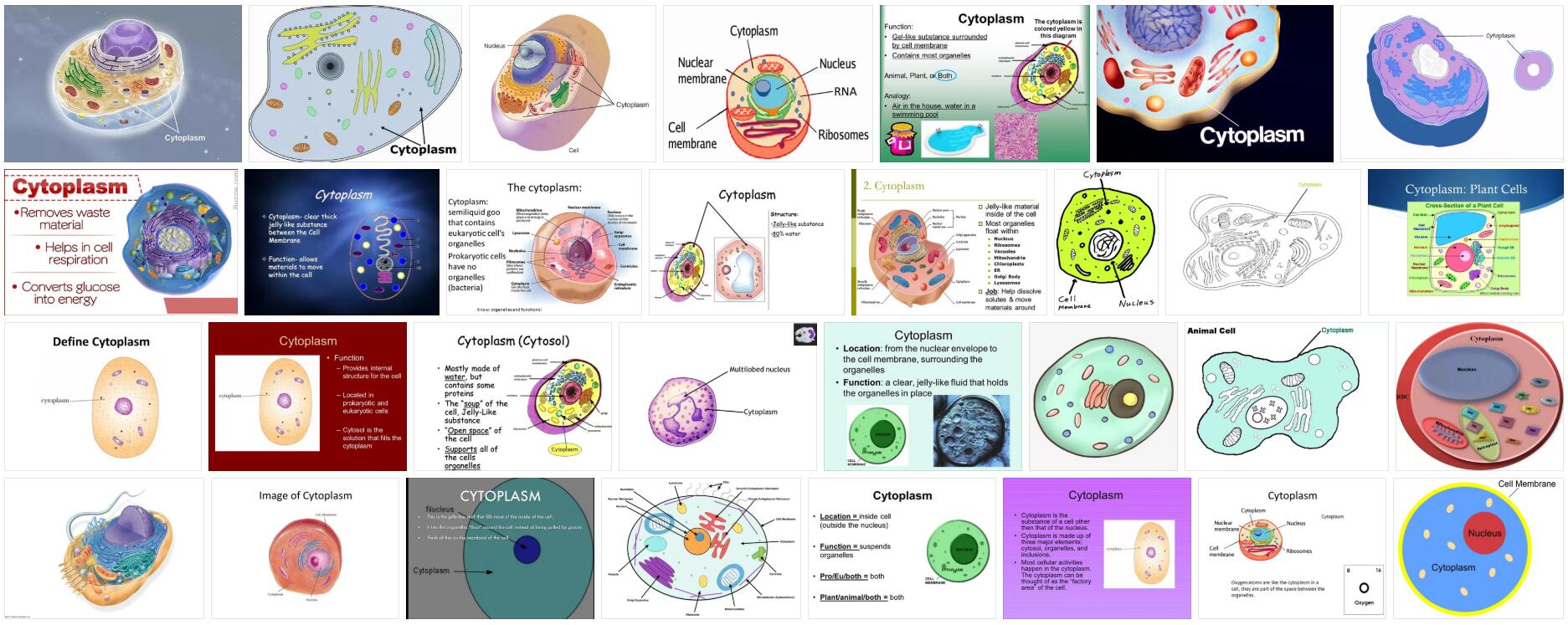 What is Cytoplasm