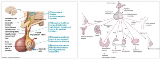 posterior pituitary insufficiency